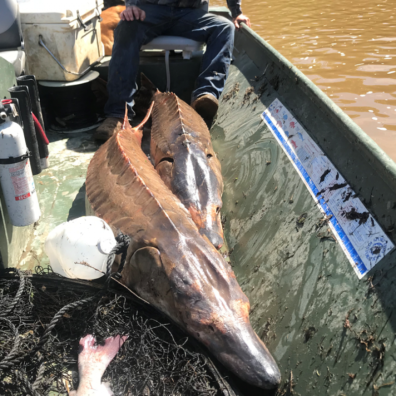 These sturgeon were captured and released by a catfish hoop-net fisherman on the Pearl River in Simpson County, Ms where the Strong River joins the Pearl River, Spring 2018. Theirs was the most recent confirmed occurence of the fish upstream of the concrete sills that block the river near Bogalusa. Credit for photo and 2018 MNHP sturgeon record occurrence: Tyler Polk.
